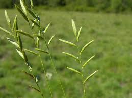 Image result for Brachypodium