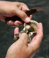 Scallop Harvest in Steinhatchee