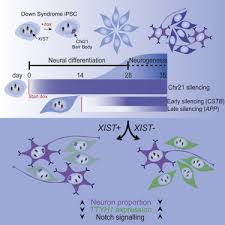 Born in usa raised in korea studied film in boston worked in la now living in seoul instagram: Silencing Trisomy 21 With Xist In Neural Stem Cells Promotes Neuronal Differentiation Developmental Cell X Mol