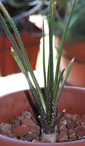 Image result for Aloe myriacantha