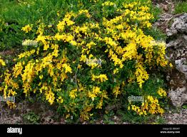 Image result for Heterotis decumbens