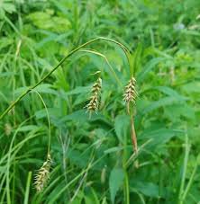 Image result for Carex angolensis