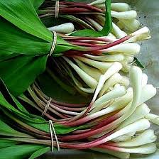 Image result for Allium ursinum