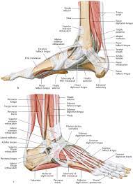 Tendons are connective tissues that attach muscles to bones and and transfer muscular tension to bones. Foot And Ankle Musculoskeletal Key