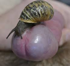 Snail playing with my cock | MOTHERLESS.COM ™