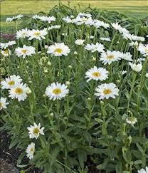 Image result for Leucanthemum