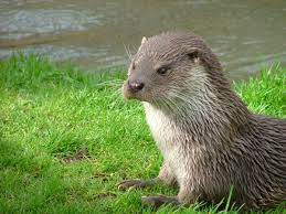 Eurasian Otter Wikipedia The Eurasian Otter Lutra Lutra Also Known As The European Otter Eurasian River Otter Common Ot Otters Animals Wild River Otter
