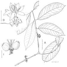 Image result for Tricalysia