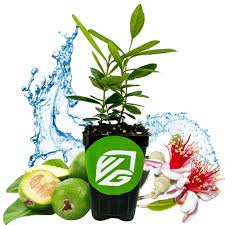 Image result for Feijoa sellowiana