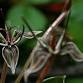 Native Plant Garden Tour event image