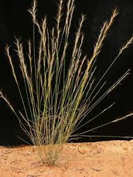 Image result for Aristida effusa