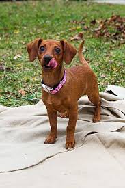 We raise long and short hair puppies. Dayton Oh Dachshund Meet Sara Lee A Pet For Adoption