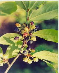 Image result for Erythroxylaceae