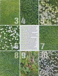 No Mow Grass Substitues My Cool Garden Lawn Alternatives No Grass Backyard Yard Landscaping In this front yard landscape they used a stone pathway, and surrounded it with a mass planting of mondo grass.