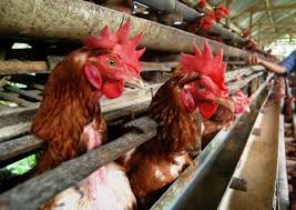 Berawal dari niat untuk mendalami dunia usaha yang terbuka lebar serta keinginan untuk memberikan manfaat yang. Informasi Harga Ayam Petelur Agustus 2021