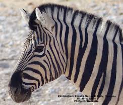 Image result for zebra
