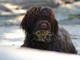 Cao de agua portugues rövid leírása: Portugiesischer Wasserhund Eigenschaften Und Charakter Hunderasse