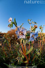 Image result for Trichodesma zeylanicum