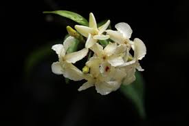 Image result for Alafia caudata