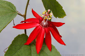 Image result for Passiflora vitifolia