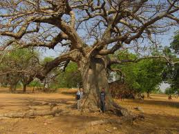 Check spelling or type a new query. The Baobab Tree A Magnificient Wonder Equip2serve