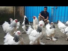 There has been controversy and confusion over the origin of the brahma. Video Brahma Chicken