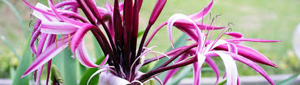 Image result for Crinum jasonii