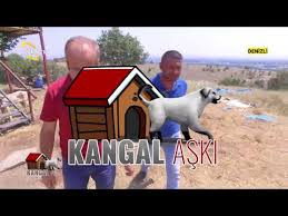 Kangallarin Hastaliklarina Gore Tedavi Yontemleri Kangal Aski Ciftci Tv Youtube
