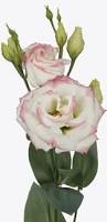 Image result for eustoma flamenco