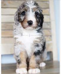 Merle Bernedoodle From Native Doodles Bernedoodle Sheepadoodle My Animal