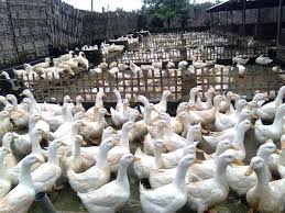 Tes mata ada berapa itik. Ini Jenis Bebek Potong Yang Jadi Idola Pedagang Suara Nasional