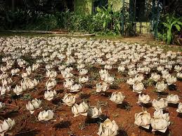 Horniman Circle Gardens in Mumbai