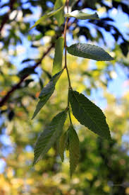 Image result for Ulmus parvifolia