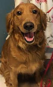 Kansas City Mo Golden Retriever Meet Archie A Pet For Adoption