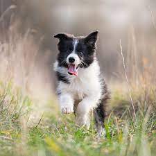 1 Border Collie Puppies For Sale In San Francisco Ca