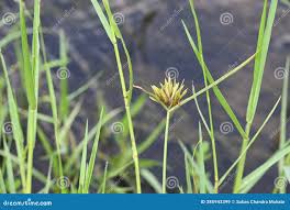 Image result for Pycreus pumilus