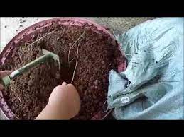 How To Prepare Organic Soil From Cow Dung Manure For Plants From Pickin Manure Organic Soil Succulent Garden Indoor