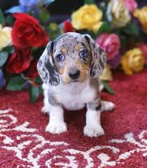 Navigate to the first search result item. Dapple Dachshund Puppy Eyebleach