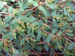 Image result for Euphorbia serratifolia