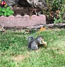 The strong smell of garlic could easily deter squirrels. This Squirrel Eating Our Garlic Bread Aww