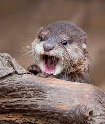 Otter Baby By C Ondrej Chvatal Otters Cute Cute Baby Animals Otters
