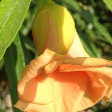 Pin On My Secret Garden