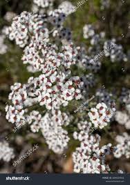 Image result for Eriocephalus racemosus