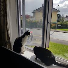 Initially designed as an insect window screen, we have found it to be the perfect protection for keeping our cats indoors whilst our windows are open. Cat Proof Window Screen Keep Your Cats Safe Let Fresh Air Flow Cat Proofing Cat Safe Cats