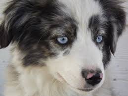 In the front, chase schlup. Miniature Australian Shepherd Dog Breed Information And Pictures