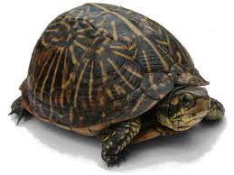 Look through examples of penyu translation in sentences, listen to pronunciation and learn grammar. Turtle Wiktionary
