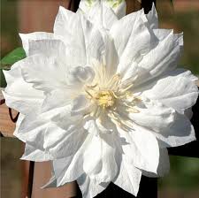 Find duchess of edinburgh clematis (clematis 'duchess of edinburgh') in columbus dublin delaware grove clematis season. Clematis Duchess Of Edinburgh Sugar Creek Gardens