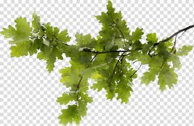 The most common red oak tree material is metal. Plane Sam Trimmer Tree Services Heritage Lace Fila Heritage Heritage Lace Mode Crochet Hanging Basket Fila Orlando Clothing Plant Transparent Background Png Clipart Hiclipart