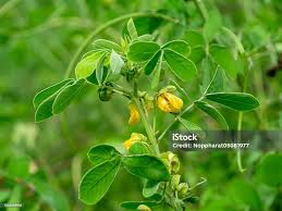 Image result for Senna tora