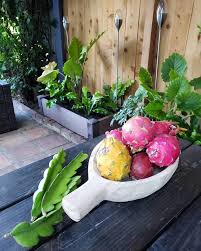 Check spelling or type a new query. Metode Dan Cara Menanam Buah Naga Yang Tepat